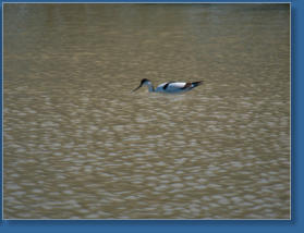 Laguna de Fuente de Piedra, ES