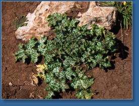 El Torcal, Andalusien, ES