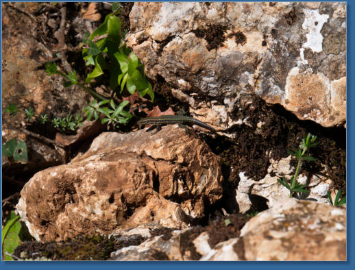 El Torcal, Andalusien, ES