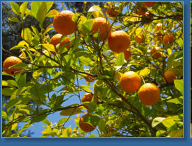 Blick in den Garten des ehemaligen Konvents San Francisco de Alhambra, Granada