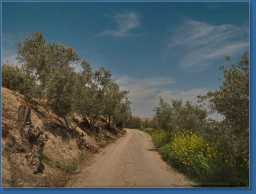 El Olivar - Andalusien, Spanien