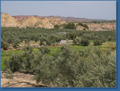 El Olivar - Andalusien, Spanien