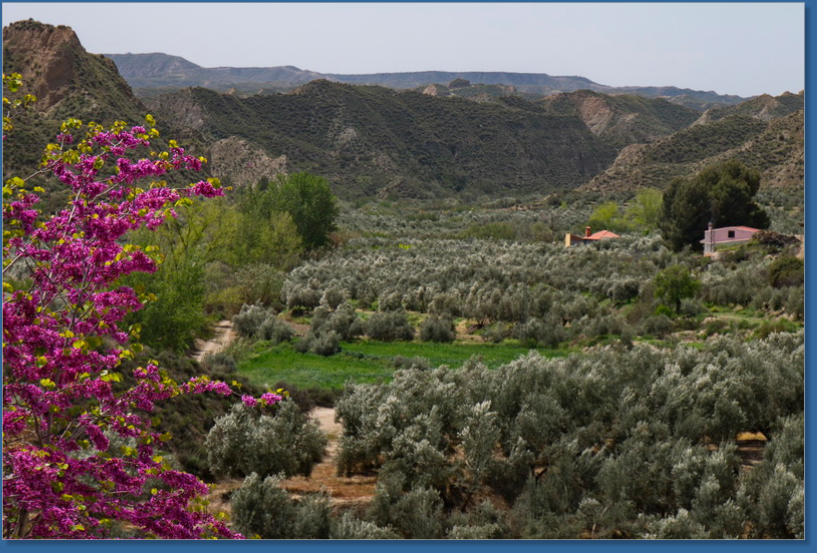 El Olivar - Andalusien, Spanien