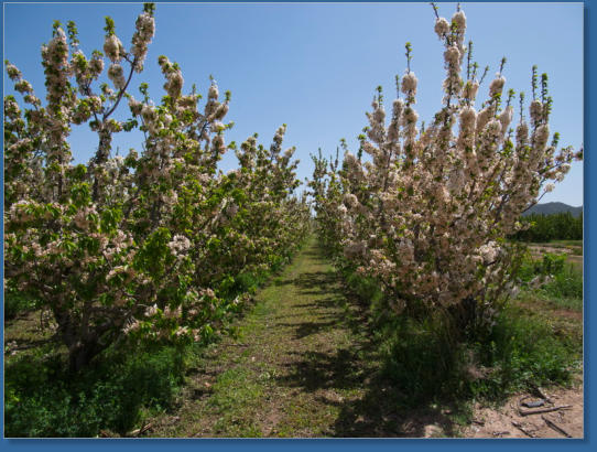 Kirchplantage vor den Toren von Bácor, Spanien