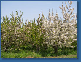 Kirchplantage vor den Toren von Bácor, Spanien