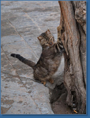 Straßentiger - Tabernas, Andalusien