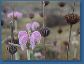 Los Millares, Andalusien
