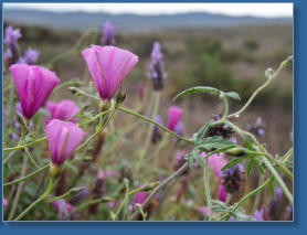 Los Millares, Andalusien