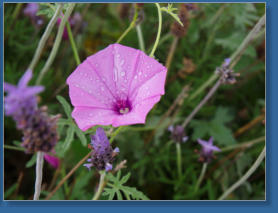 Los Millares, Andalusien