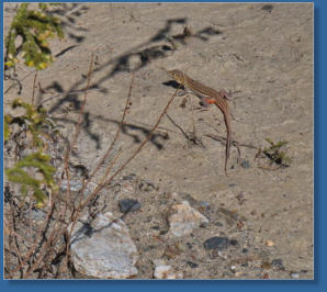 Die Wüste von Tabernas, Andalusien