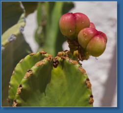 Rodalquilar, Andalusien