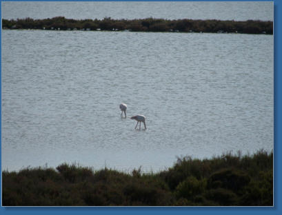 Flamingos am Capo de Gata, Andalusien