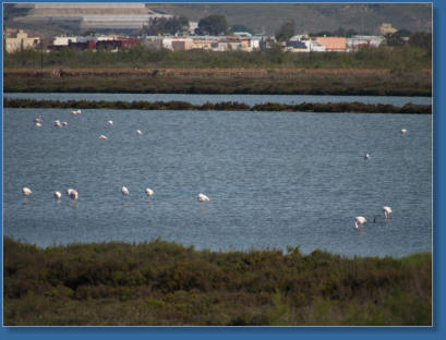 Flamingos am Capo de Gata, Andalusien