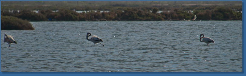Flamingos am Capo de Gata, Andalusien