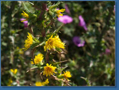 Capo de Gata, Andalusien