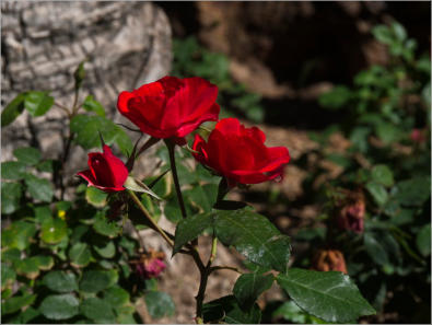 Alcazaba de Málaga, Spanien