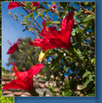 Alcazaba de Málaga, Spanien