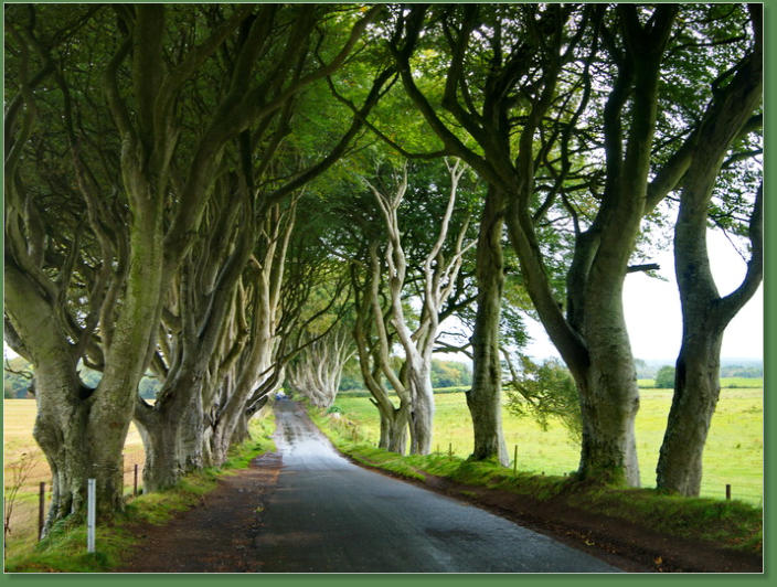 Dark Hedges, Nordirland
