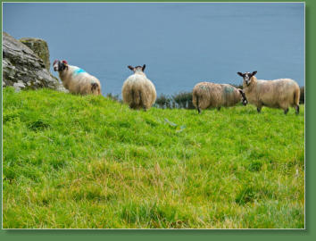 Torr Head Sceenic Road, Nordirland