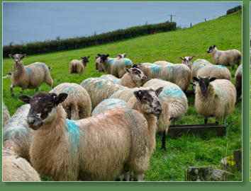 Torr Head Sceenic Road, Nordirland