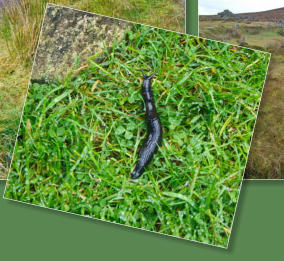 Das verlassene Dorf bei Slievemore - Achill Island, Irland