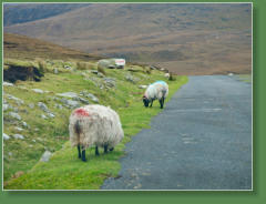 Minaun Heights - Achill Island, Irland