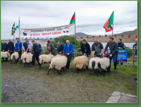 Sheep Show, Achill Island