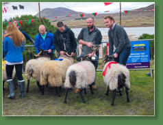 Sheep Show, Achill Island