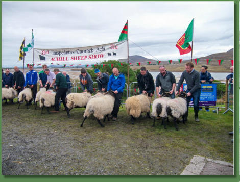 Sheep Show, Achill Island