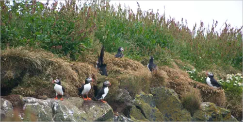 Puffins (Papageientaucher) am Reynisfjara Viewpoint