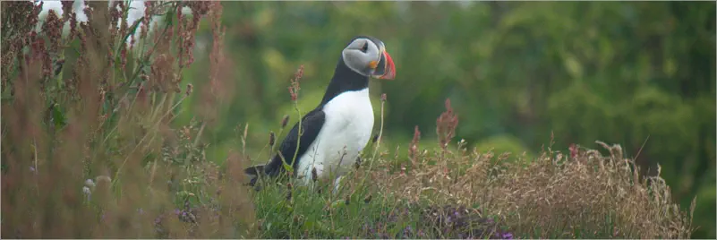 Puffins (Papageientaucher) am Reynisfjara Viewpoint