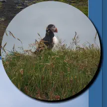Reynisfjara Viewpoint, Island