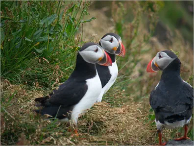 Puffins (Papageientaucher) am Reynisfjara Viewpoint