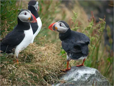 Puffins (Papageientaucher) am Reynisfjara Viewpoint
