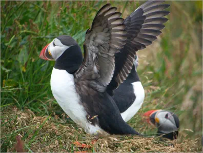 Puffins (Papageientaucher) am Reynisfjara Viewpoint
