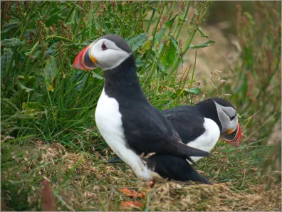 Puffins (Papageientaucher) am Reynisfjara Viewpoint