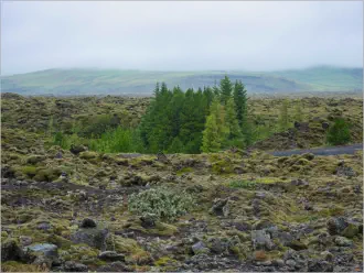 Lavafelder entlang der Ringstraße - Island
