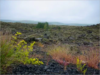 Lavafelder entlang der Ringstraße - Island