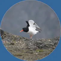 Austernfischer - Stokksnes, Island