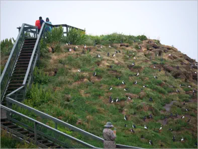 Blick auf den Lundi-Felsen in Borgarfjörður, Island