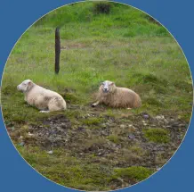  Borgarfjörður, Island