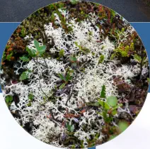 Dimmuborgir - Mývatn, Island