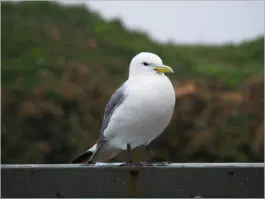 Dreizehenmöven in Borgarfjörður, Island