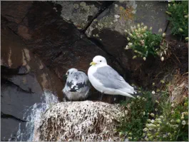 Dreizehenmöven in Borgarfjörður, Island