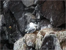 Dreizehenmöven in Borgarfjörður, Island