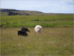 Fjallsárlón, Island