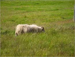 Fjallsárlón, Island