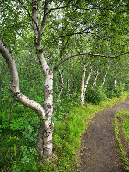 Höfði - Mývatn, Island