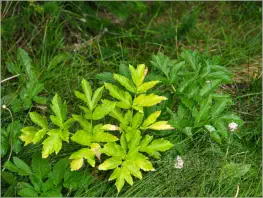 Höfði - Mývatn, Island
