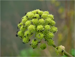 Höfði - Mývatn, Island